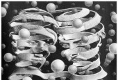 escher-bond_of_union