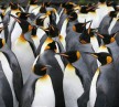 pinguini