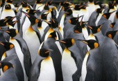 pinguini